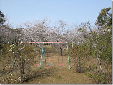黒崎公園の桜