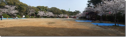 延命公園の桜（？）広場