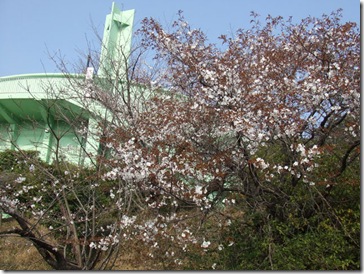 給水塔と山桜